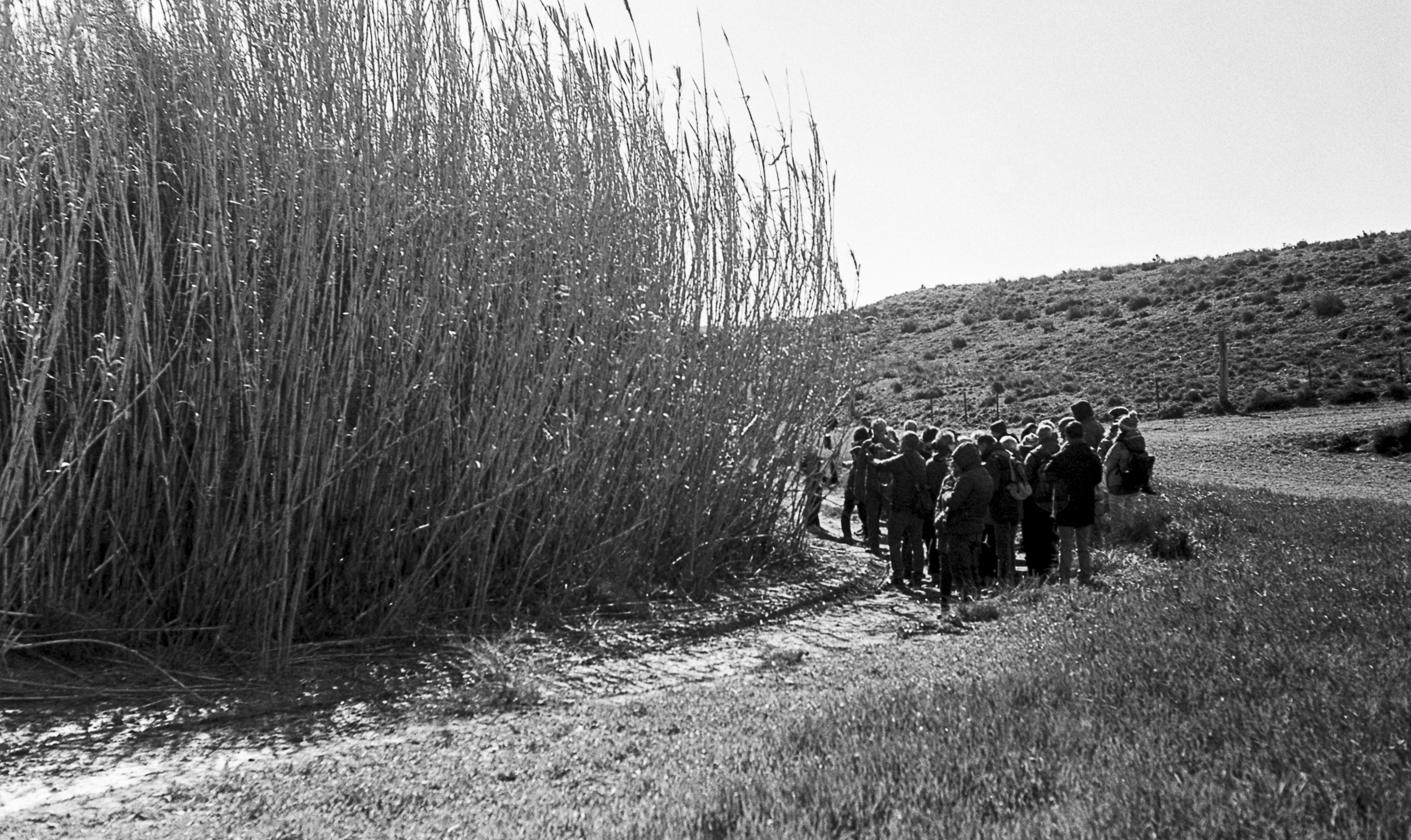 Arundo Donax
